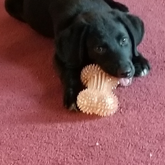 Meet your Posher, Linda - Picture 1 of 1